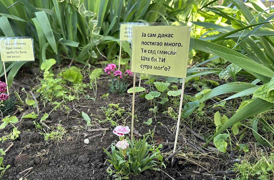 Umesto u rupama na putu, cveće završilo u seoskom parku i dvorištu škole u Elemiru Umesto u rupama na putu, cveće završilo u seoskom parku i dvorištu škole u Elemiru
