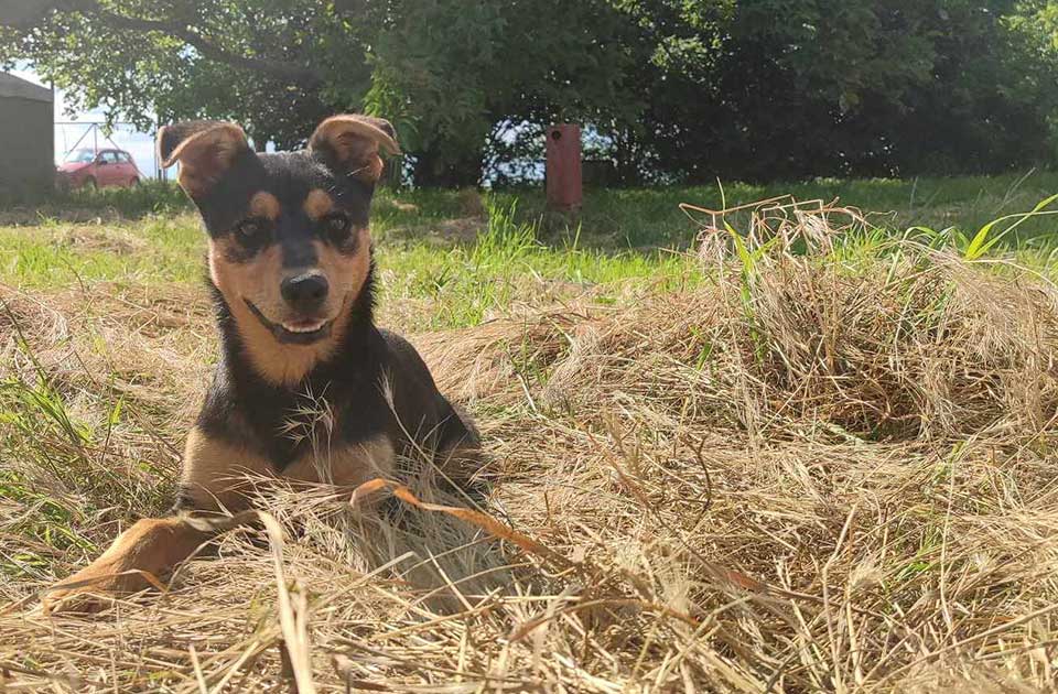 Udomi, ne kupuj: Aki je pravi mali veseljak Udomi, ne kupuj: Aki je pravi mali veseljak