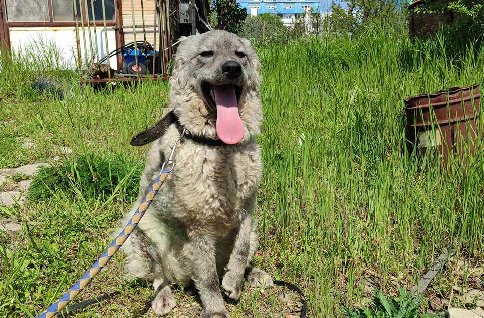 Udomi, ne kupuj: Tara je divna, miroljubiva i izuzetno pametna Udomi, ne kupuj: Tara je divna, miroljubiva i izuzetno pametna
