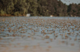 FOTO: Prizori od kojih zastaje dah – ovako izgleda cvetanje Tise kod Elemira