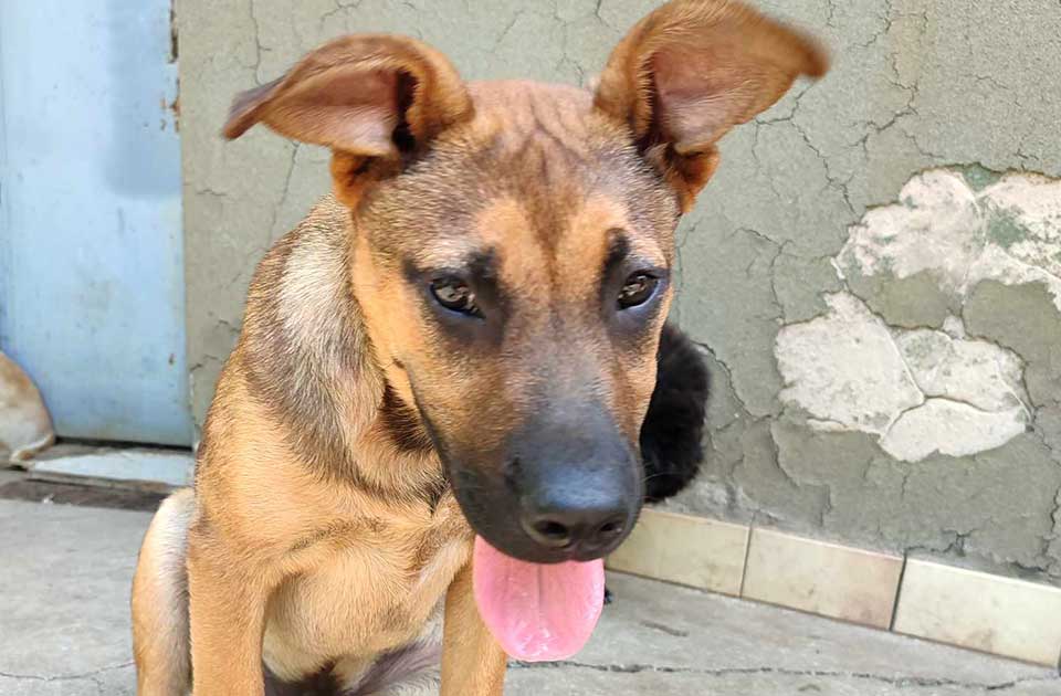 Udomi, ne kupuj: Mile je star oko četiri meseca i pravi je borac Udomi, ne kupuj: Mile je star oko četiri meseca i pravi je borac