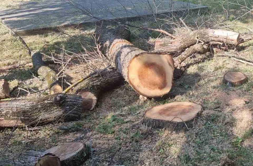 Ilegalna seča šuma je dugogodišnji problem: Hiljade stabala bude posečeno bez dozvole Ilegalna seča šuma je dugogodišnji problem: Hiljade stabala bude posečeno bez dozvole