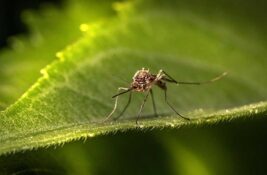 Tretmani protiv komaraca iz vazduha i sa zemlje od 31. jula do 15. avgusta