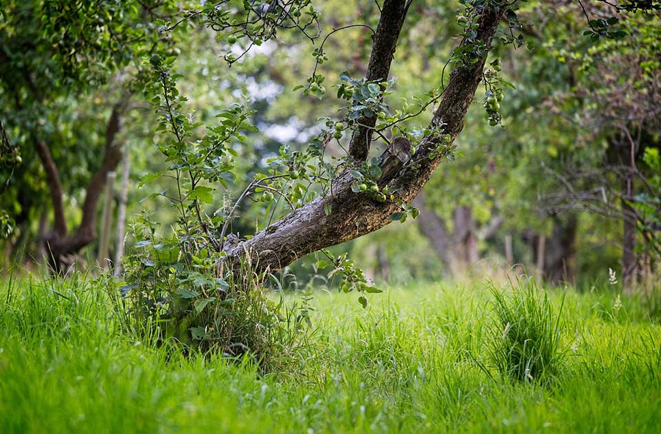 Park „Menoš“ vraćen državi, dve decenije protivpravno bio u privatnoj svojini