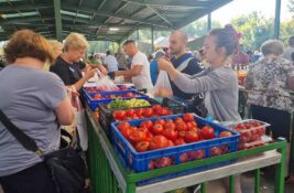 Prepune su pijace u Zrenjaninu paradajza, na tezgama ima sve više sorti
