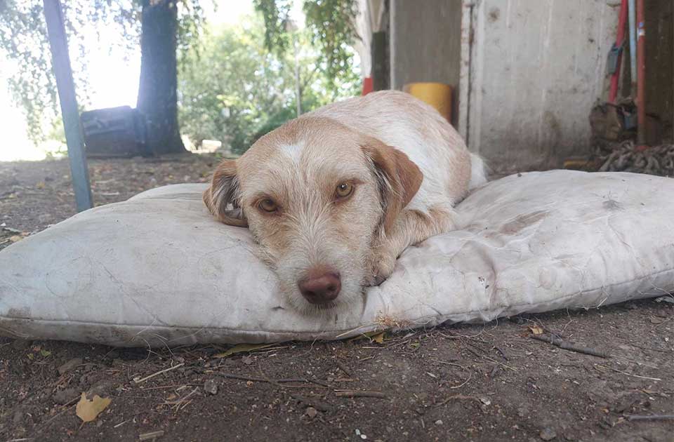 Udomi, ne kupuj: Manki je toliko živahna i vesela, samo skakuće kao neko majmunče Udomi, ne kupuj: Manki je toliko živahna i vesela, samo skakuće kao neko majmunče