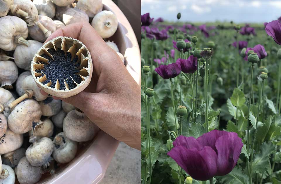 Mak je nova zvezda u bašti Tatjane Mandić iz Banatskog Dvora: „Bio je to pun pogodak“ Mak je nova zvezda u bašti Tatjane Mandić iz Banatskog Dvora: „Bio je to pun pogodak“