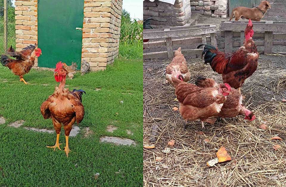 Banatski gološijan se vraća na velika vrata: Meso ovih koka je izuzetno kvalitetno Banatski gološijan se vraća na velika vrata: Meso ovih koka je izuzetno kvalitetno