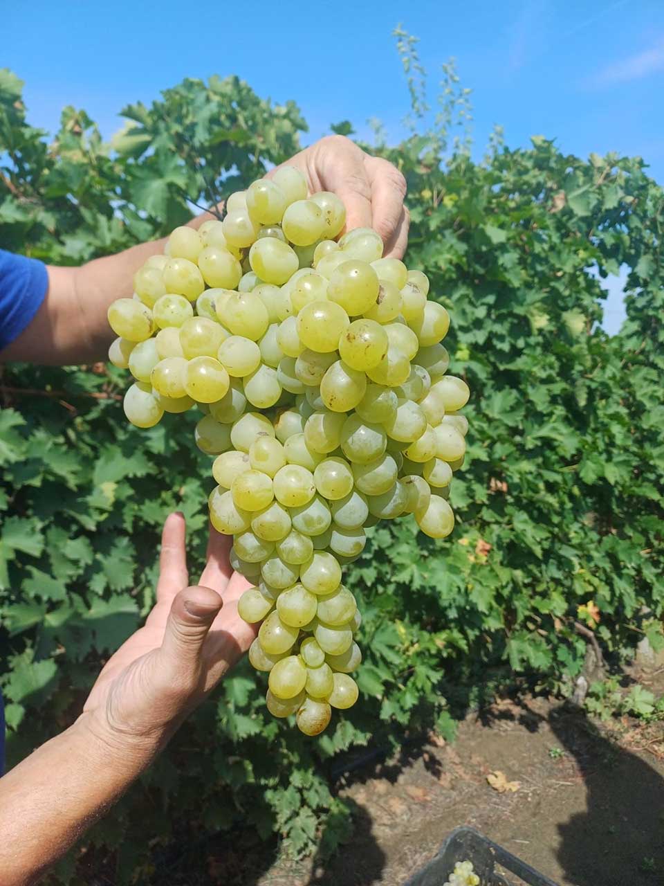 berba grožđa u taraškim vinogradima