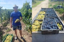 Živo je ovih dana u taraškim vinogradima: Vinogradari imaju razloga za zadovoljstvo