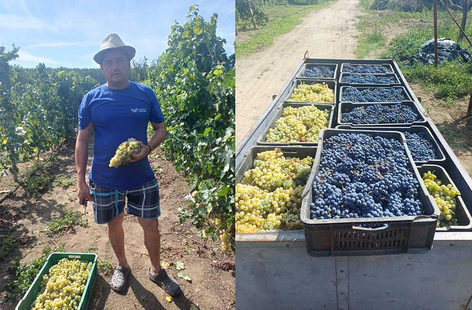 Živo je ovih dana u taraškim vinogradima: Vinogradari imaju razloga za zadovoljstvo