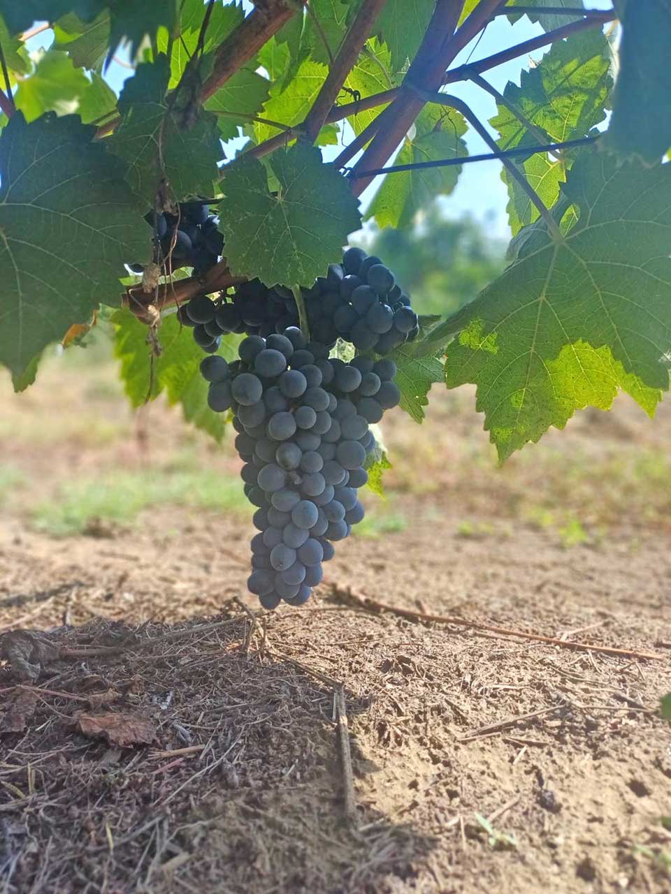 berba grožđa u taraškim vinogradima