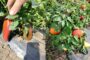 Ljuta paprika iz Lazareva: Solidan rod a kvalitet iznad očekivanja