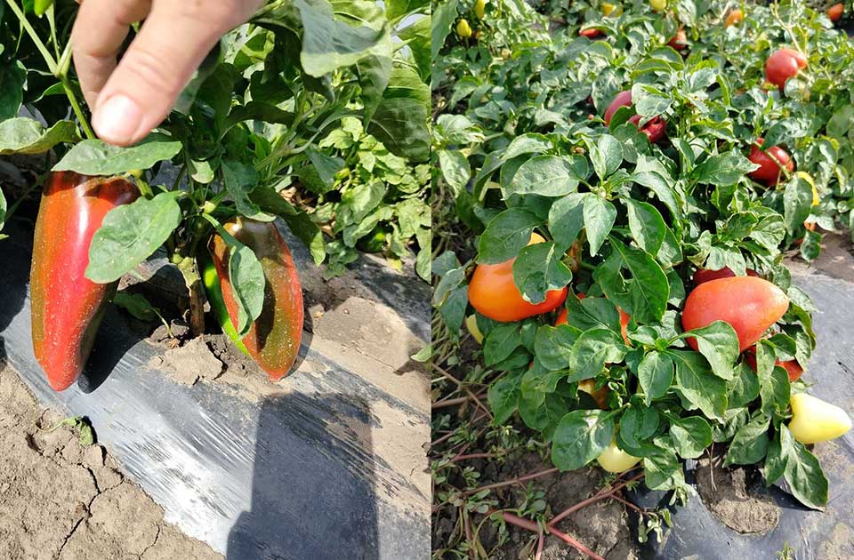Ljuta paprika iz Lazareva: Solidan rod a kvalitet iznad očekivanja