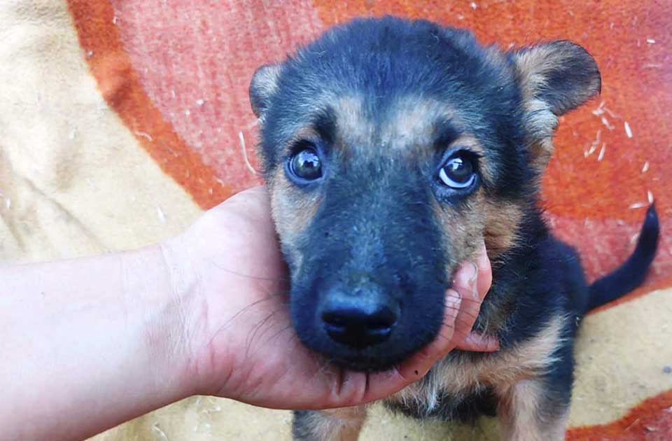 Udomi, ne kupuj: Kad oseti da ste mu prijatelj, Rade postaje prava maza Udomi, ne kupuj: Kad oseti da ste mu prijatelj, Rade postaje prava maza