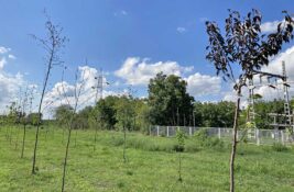 Alarmantna ogoljenost terena: Srednji Banat bez plana i rešenja za nedovoljnu pošumljenost