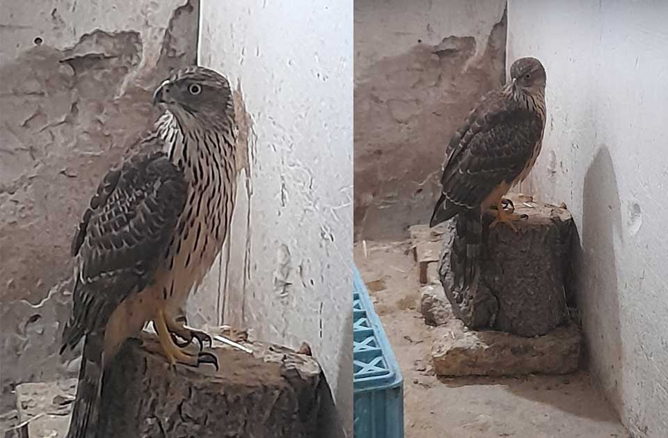 FOTO: Porodica Vidačić iz Žitišta dobila je ovih dana neobičnog gosta FOTO: Porodica Vidačić iz Žitišta dobila je ovih dana neobičnog gosta