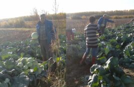 Uprava „Pijaca i parkinga“ tera taraškog povrtara sa mesta na kom godinama prodaje kupus Uprava „Pijaca i parkinga“ tera taraškog povrtara sa mesta na kom godinama prodaje kupus