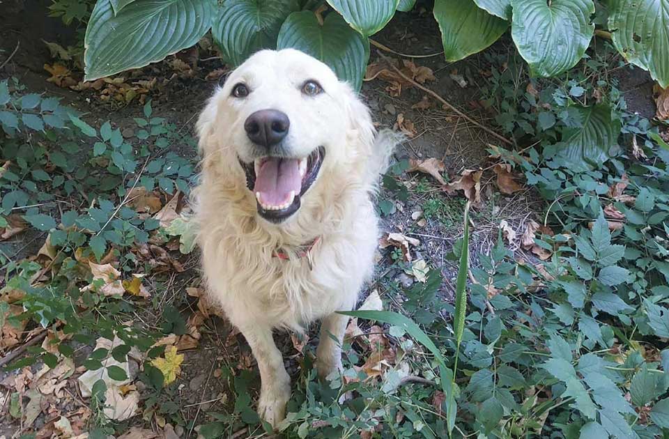 Udomi, ne kupuj: Bongo ne traži mnogo da bi bio srećan – samo dom i ljubav