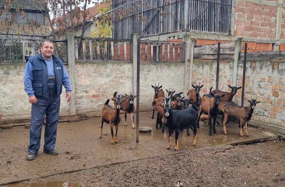 Od dve koze do ozbiljnog posla: Porodica Jovanov iz Zrenjanina živi od kozarstva