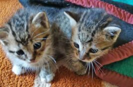 Udomi, ne kupuj: Dva mala brata ostavljena u kutiji za patike pored kontejnera