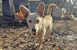 Udomi, ne kupuj: Ovo je tužna priča o Duci koja je zavolela ljude, a onda im postala „višak“