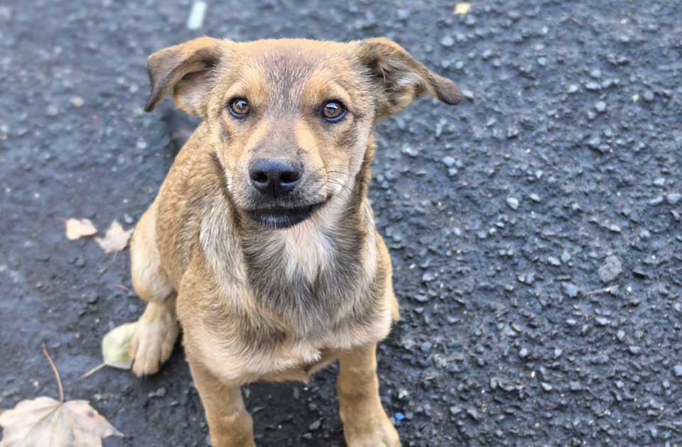 Udomi, ne kupuj: Mališa je jedina iz legla preživela opaki parvovirus Udomi, ne kupuj: Mališa je jedina iz legla preživela opaki parvovirus