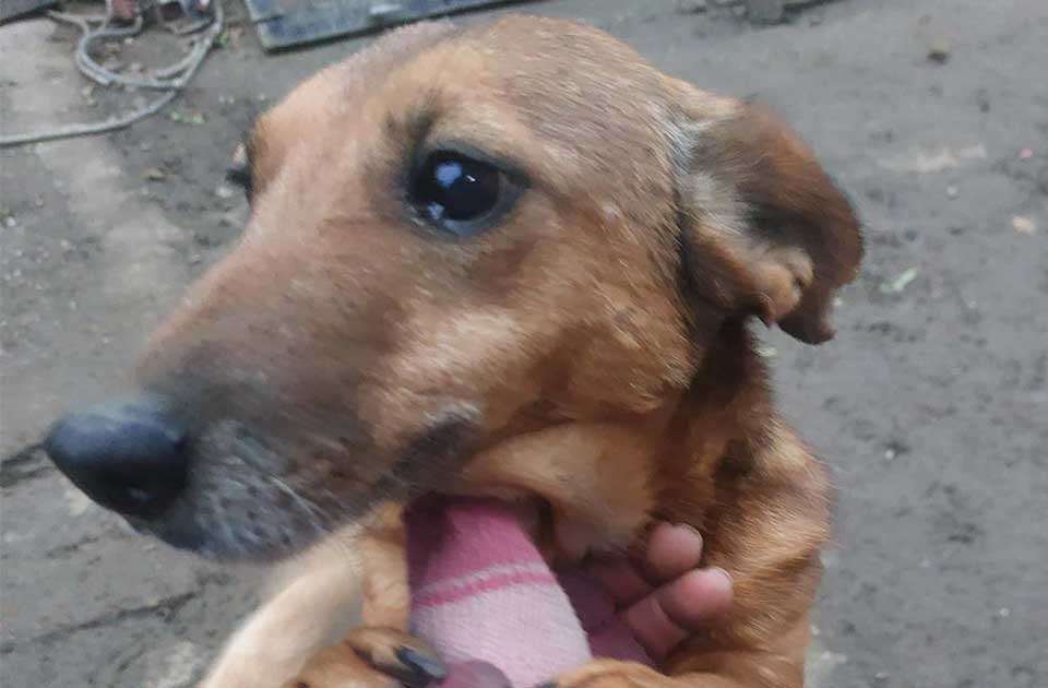 Udomi, ne kupuj: Zovemo je Mrvica jer je toliko malena, ali u njoj kuca najveće srce na svetu Udomi, ne kupuj: Zovemo je Mrvica jer je toliko malena, ali u njoj kuca najveće srce na svetu