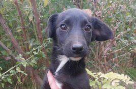 Udomi, ne kupuj: Mala Zora je za nepuna dva meseca preživela pakao i zaslužuje samo ljubav