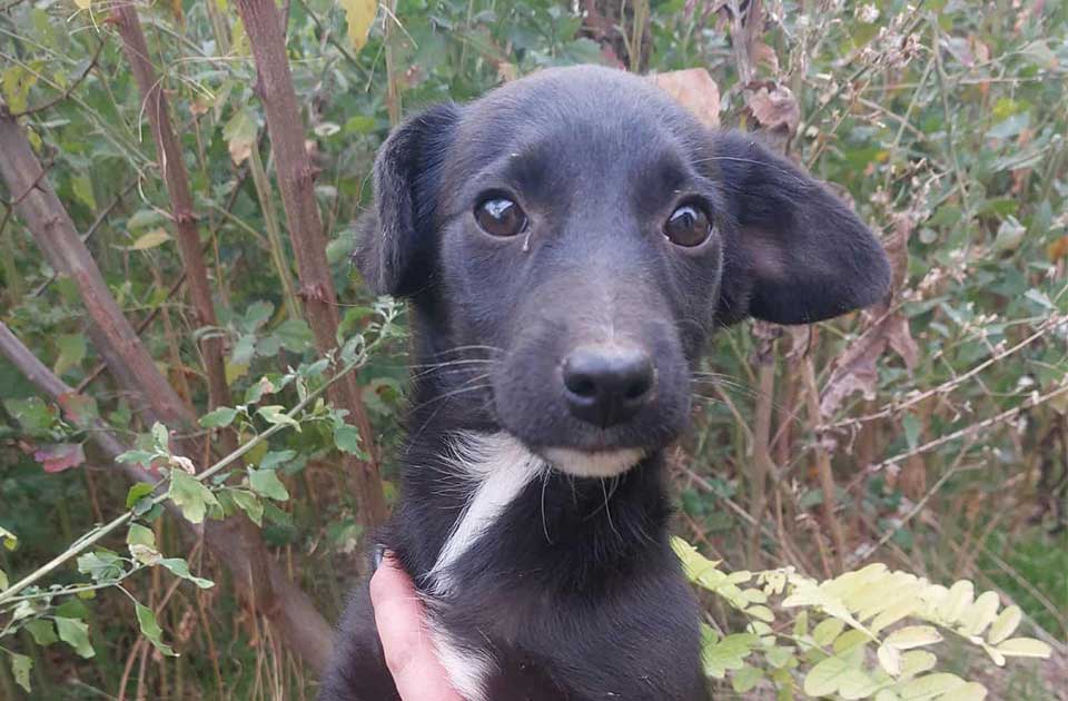 Udomi, ne kupuj: Mala Zora je za nepuna dva meseca preživela pakao i zaslužuje samo ljubav Udomi, ne kupuj: Mala Zora je za nepuna dva meseca preživela pakao i zaslužuje samo ljubav