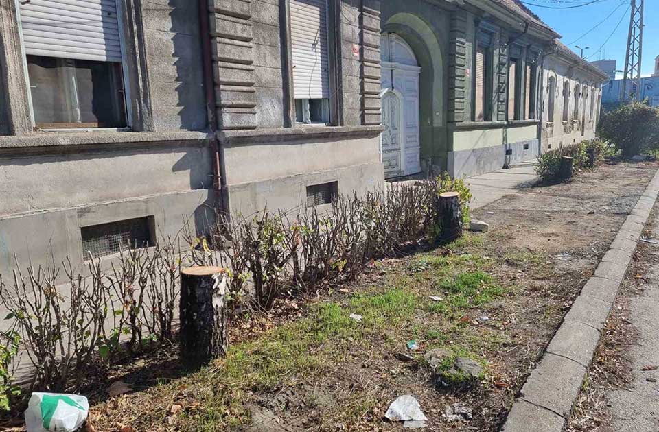 stabla u ulici ive lole ribara