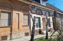 FOTO: Stradaju stabla u Ulici Ive Lole Ribara – seča bez ikakvog valjanog obrazloženja