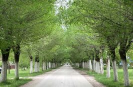 Na 80 odsto ulica u Belom Blatu i dalje se nalazi kaldrma