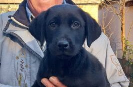 Udomi, ne kupuj: Gica je vesela, razigrana i svakog dana širi radost