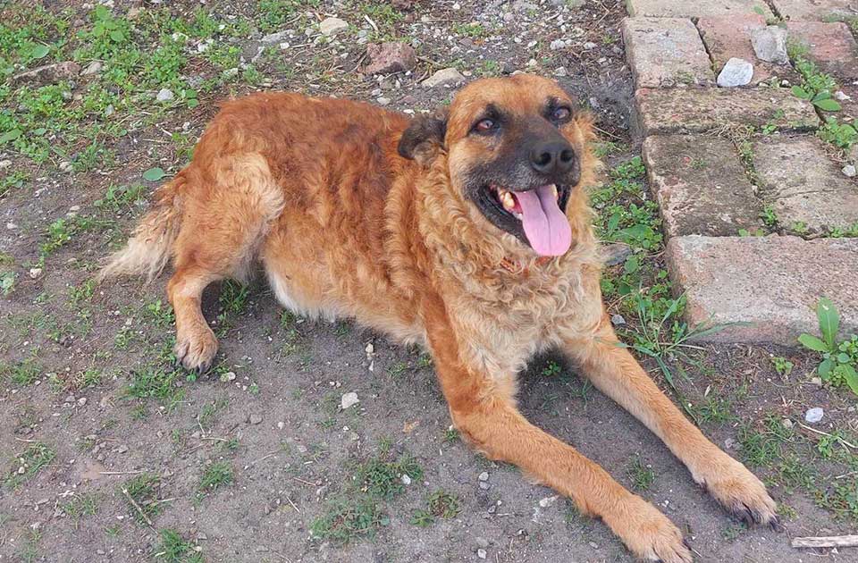 Udomi, ne kupuj: Godine prolaze, a Milica i dalje tiho čeka Udomi, ne kupuj: Godine prolaze, a Milica i dalje tiho čeka