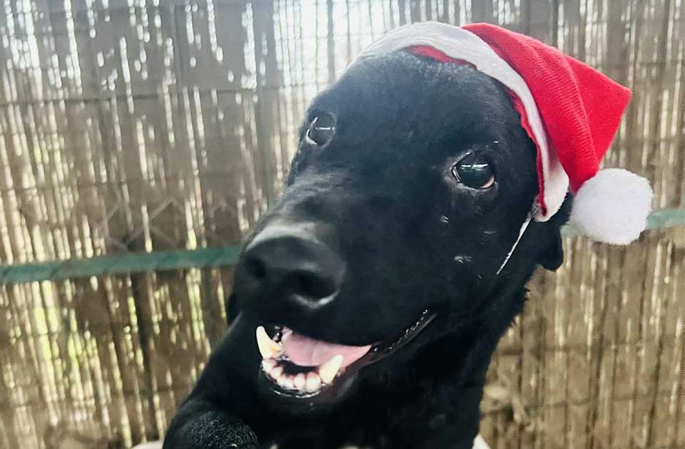 Udomi, ne kupuj: Okac je nežan, umiljat i uvek spreman da se privije uz čoveka