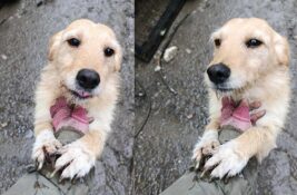 Udomi, ne kupuj: Suki je spremna da bude nečiji pravi prijatelj