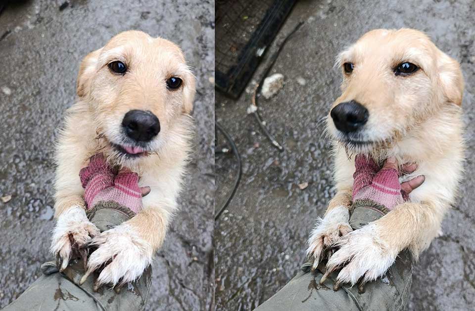 Udomi, ne kupuj: Suki je spremna da bude nečiji pravi prijatelj Udomi, ne kupuj: Suki je spremna da bude nečiji pravi prijatelj