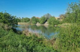 Borba protiv emerznih korova i ambrozije u Zrenjaninu ulazi u novu fazu