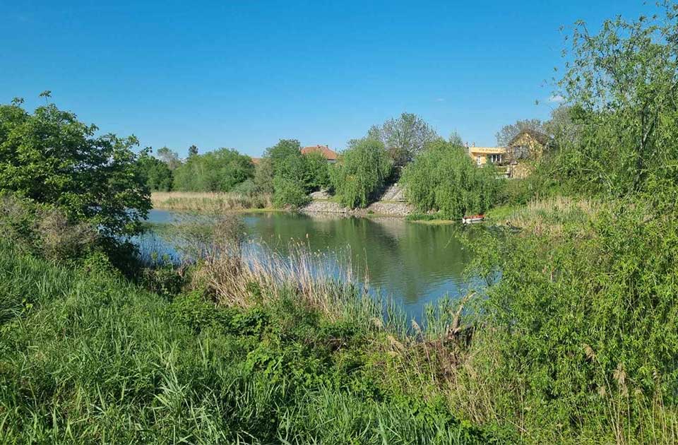 Borba protiv emerznih korova i ambrozije u Zrenjaninu ulazi u novu fazu