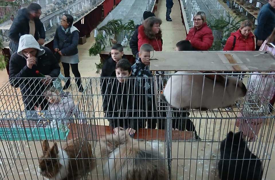 izložba sitnih životinja u mihajlovu