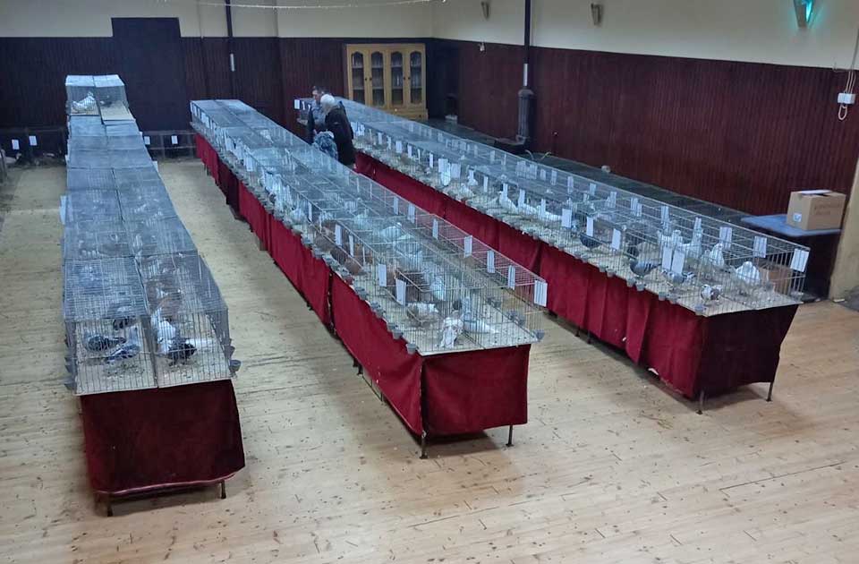 Poslednje pripreme za ovogodišnju izložbu sitnih životinja u Mihajlovu