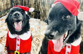 Udomi, ne kupuj: Pulinka Guza je izuzetno pametna, poslušna i sve brzo uči