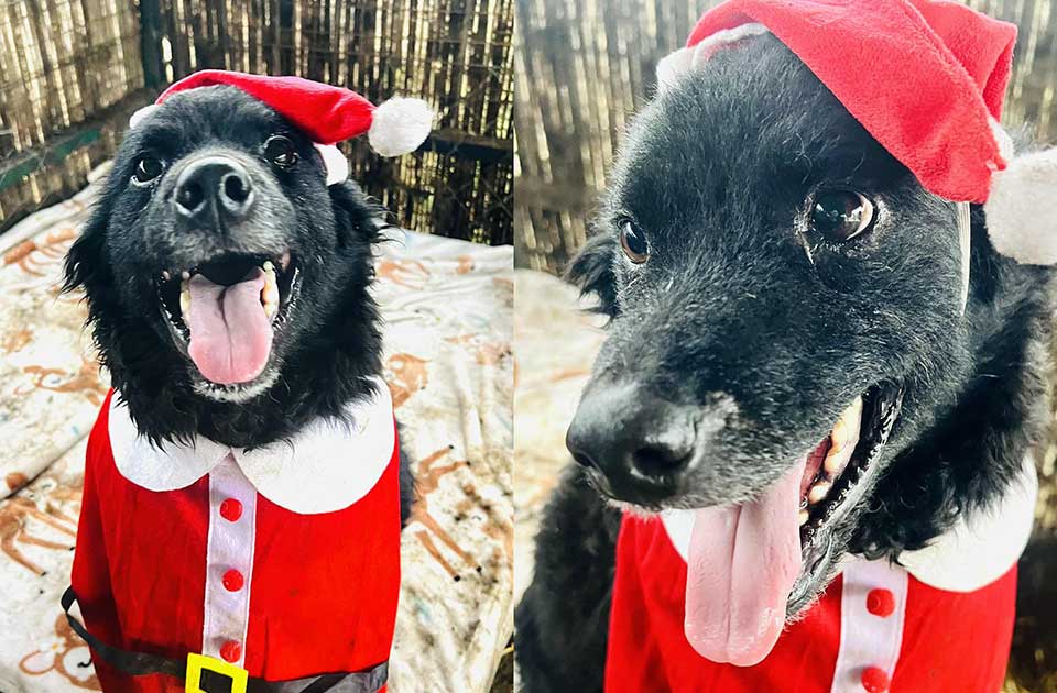 Udomi, ne kupuj: Pulinka Guza je izuzetno pametna, poslušna i sve brzo uči