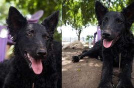 Udomi, ne kupuj: Hajnalka je izvučena iz poplavljenog kanala