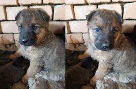 Udomi, ne kupuj: Hitno – tražimo dom za Juliju