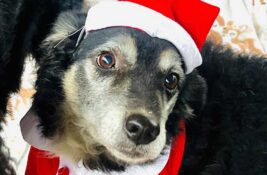 Udomi, ne kupuj: Prošlo je pet dugih godina, a još niko nije pitao za lepoticu Lisu