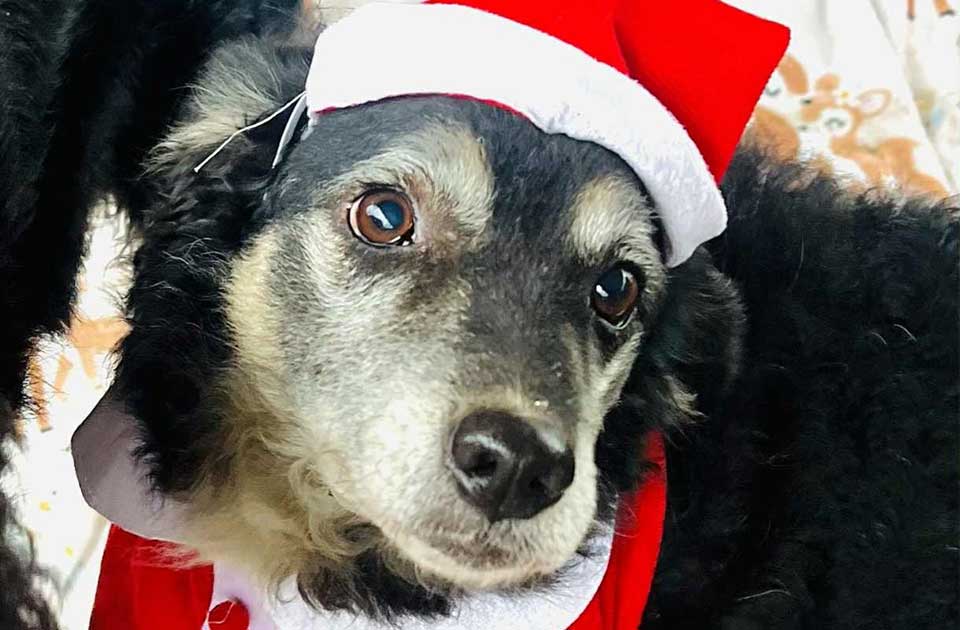 Udomi, ne kupuj: Prošlo je pet dugih godina, a još niko nije pitao za lepoticu Lisu