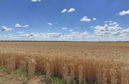 Slobodan Đurin (SSP): Zakup poljoprivrednog zemljišta u Zrenjaninu pretvoren u farsu