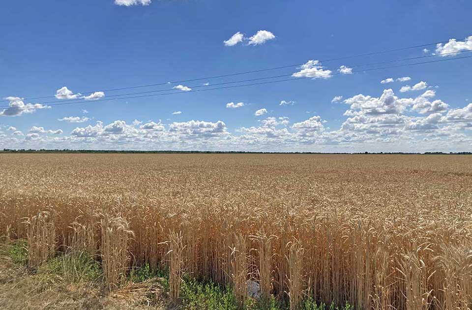 Slobodan Đurin (SSP): Zakup poljoprivrednog zemljišta u Zrenjaninu pretvoren u farsu